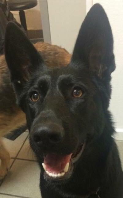 Schæferhund Bølle Bob  billede 6