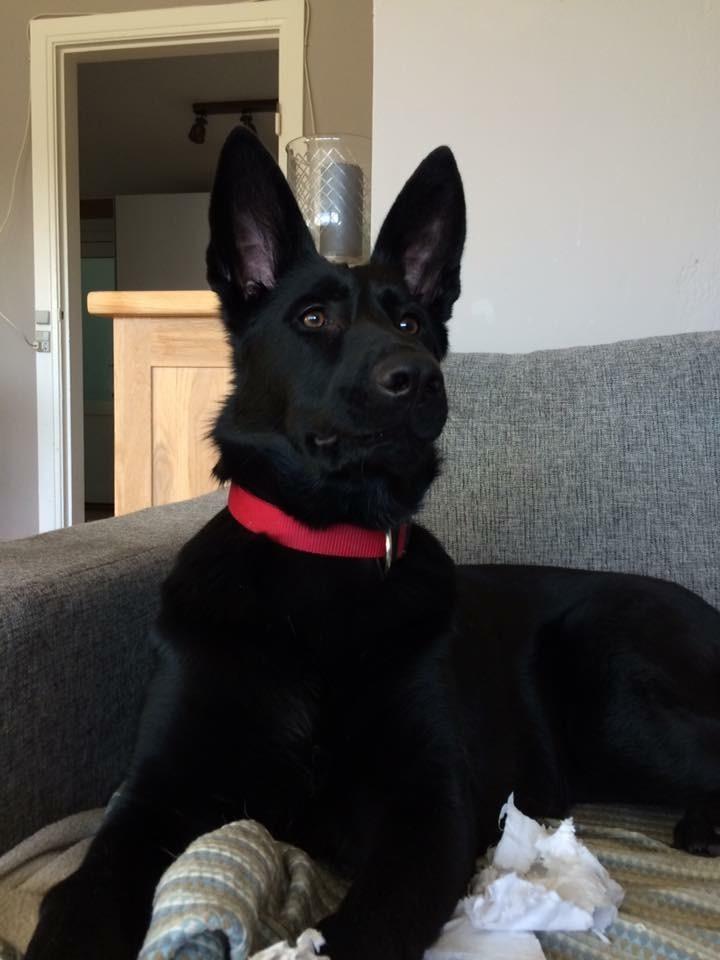 Schæferhund Bølle Bob  billede 3