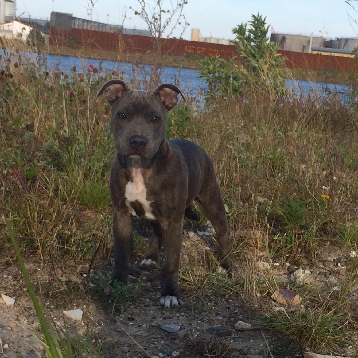 Staffordshire bull terrier Baby Blue  billede 1