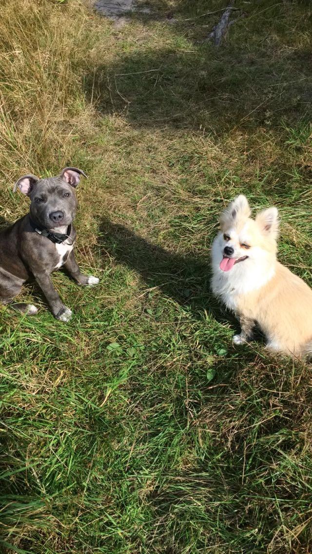 Staffordshire bull terrier Baby Blue  billede 3