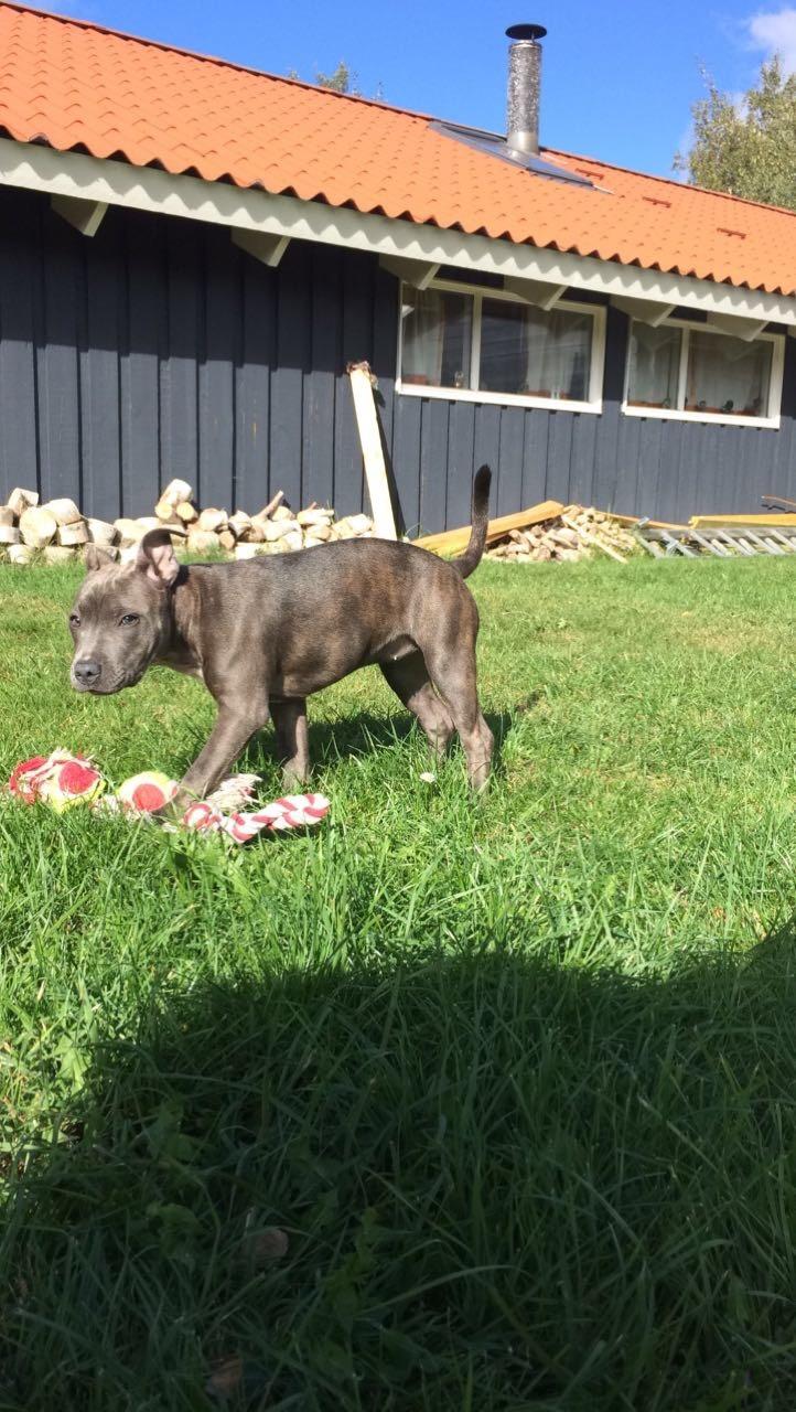 Staffordshire bull terrier Baby Blue  billede 5