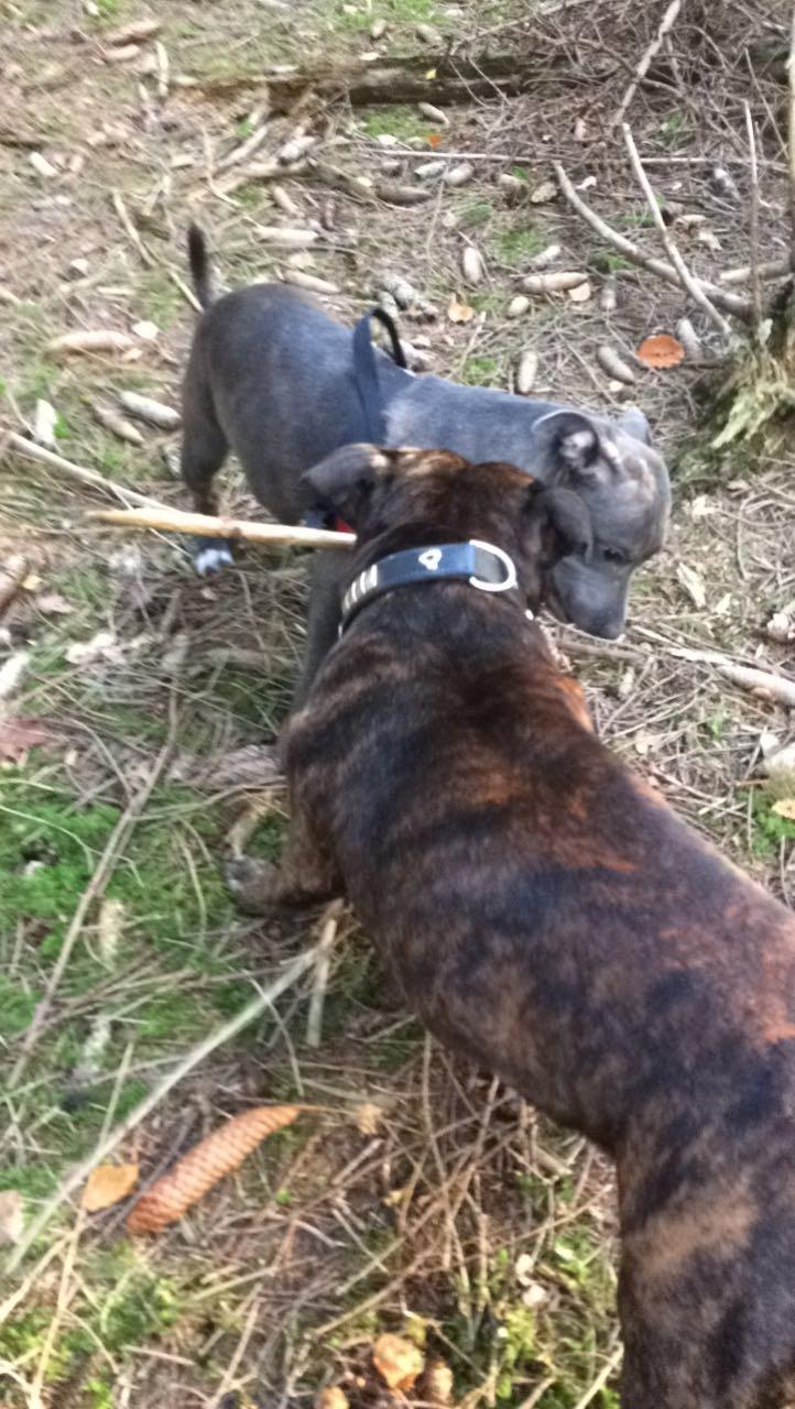 Staffordshire bull terrier Baby Blue  billede 11