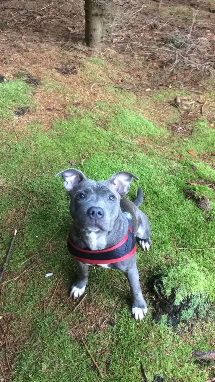 Staffordshire bull terrier Baby Blue  billede 24