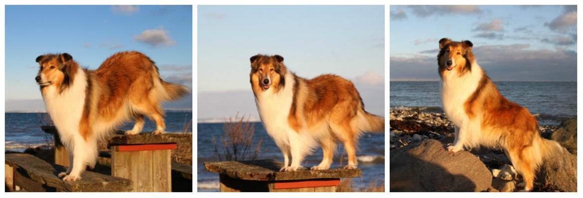 Collie langhåret Ebony Moor´s Adorable Alba billede 41