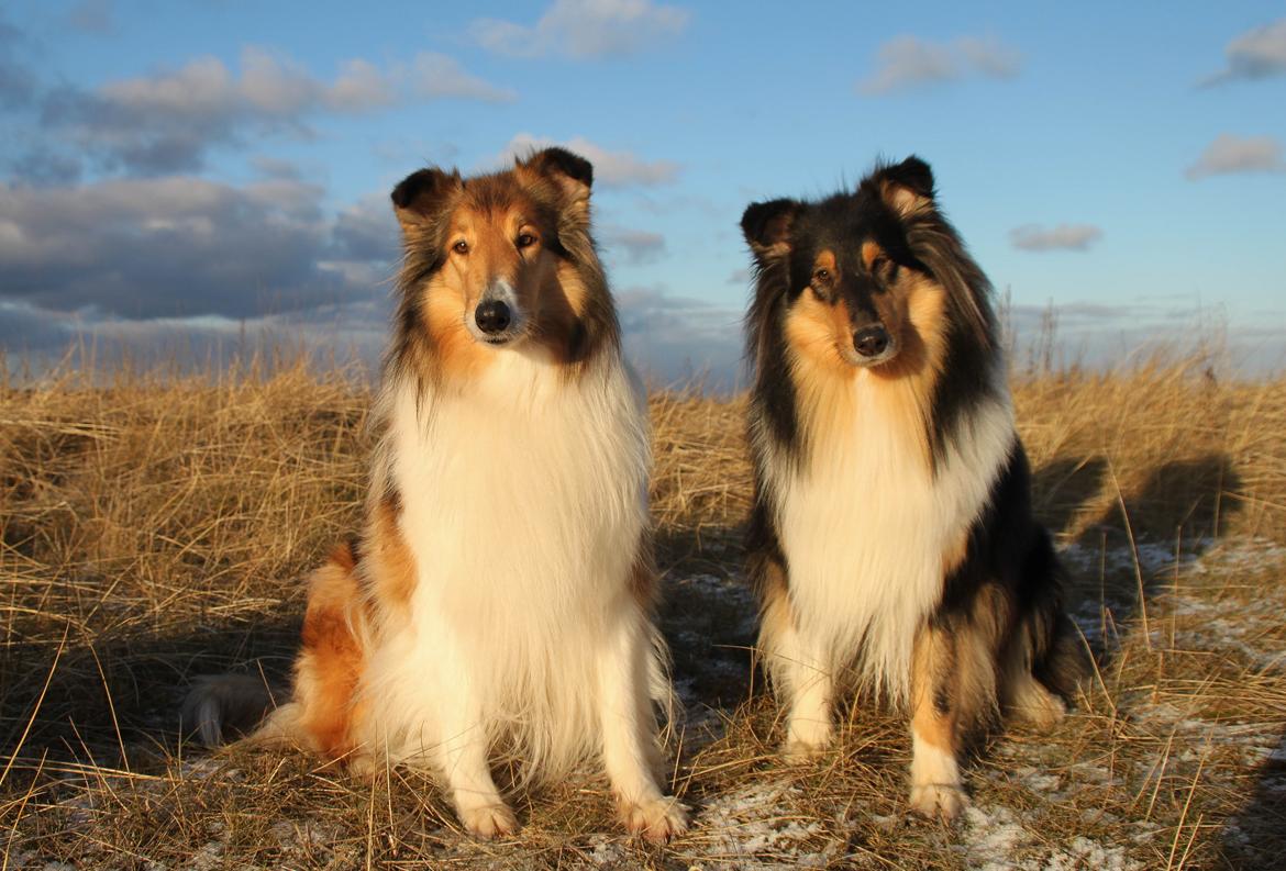 Collie langhåret Ebony Moor´s Adorable Alba billede 42