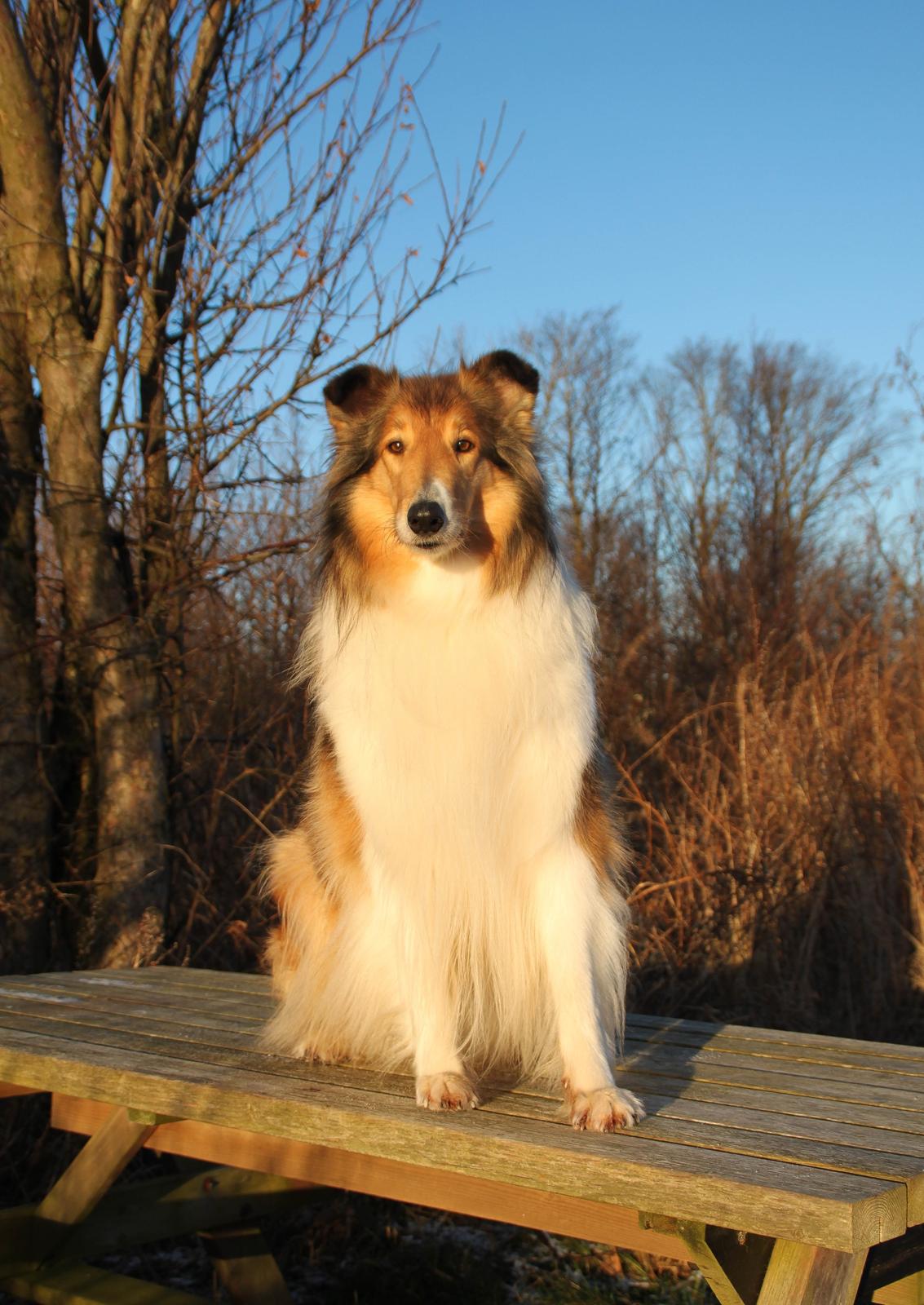 Collie langhåret Ebony Moor´s Adorable Alba billede 44