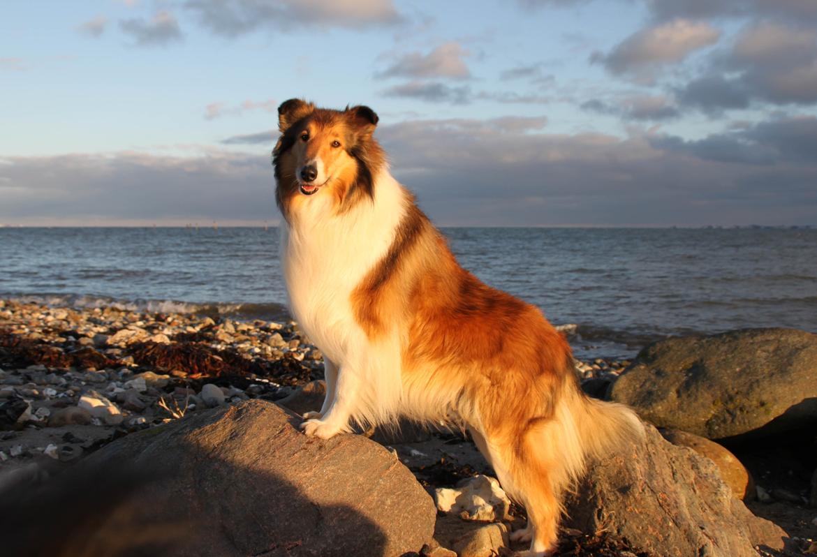 Collie langhåret Ebony Moor´s Adorable Alba billede 45