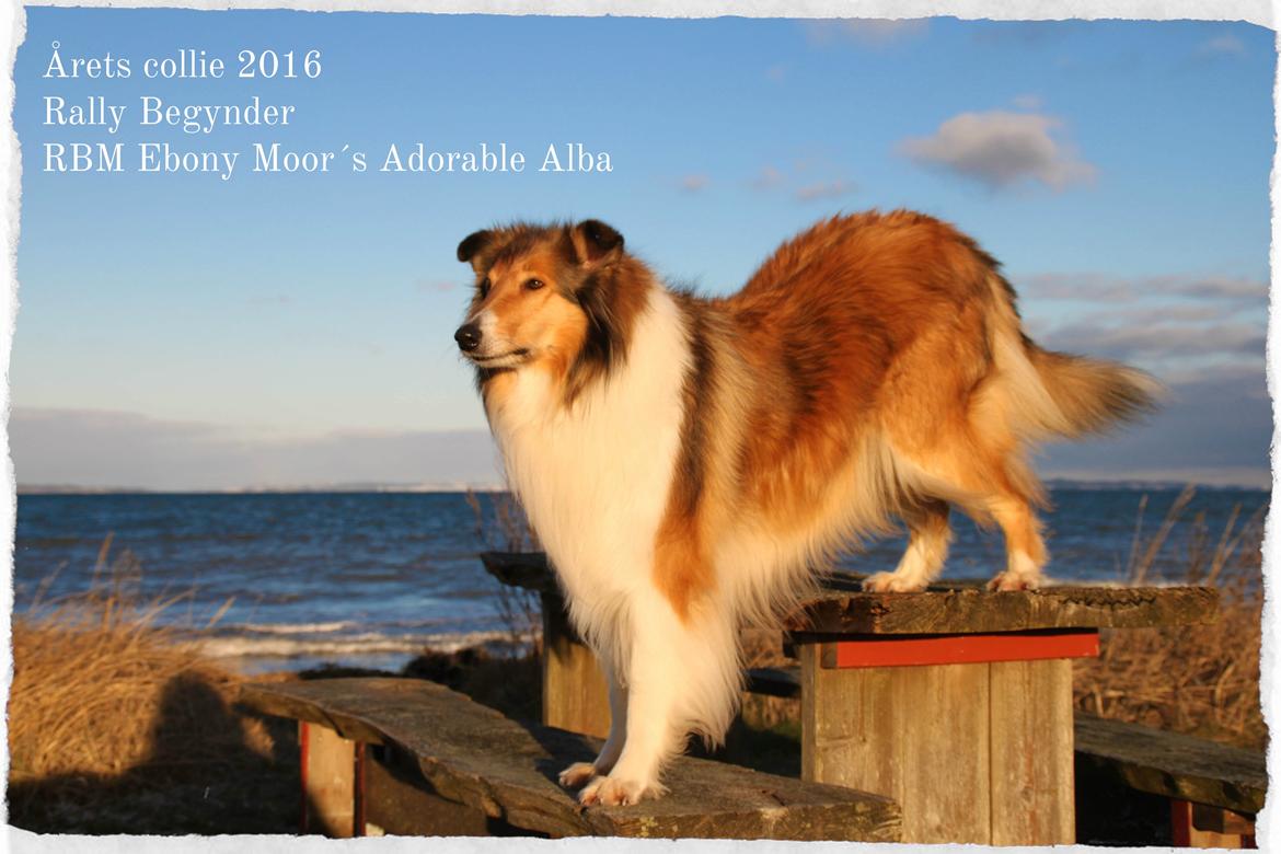 Collie langhåret Ebony Moor´s Adorable Alba billede 2