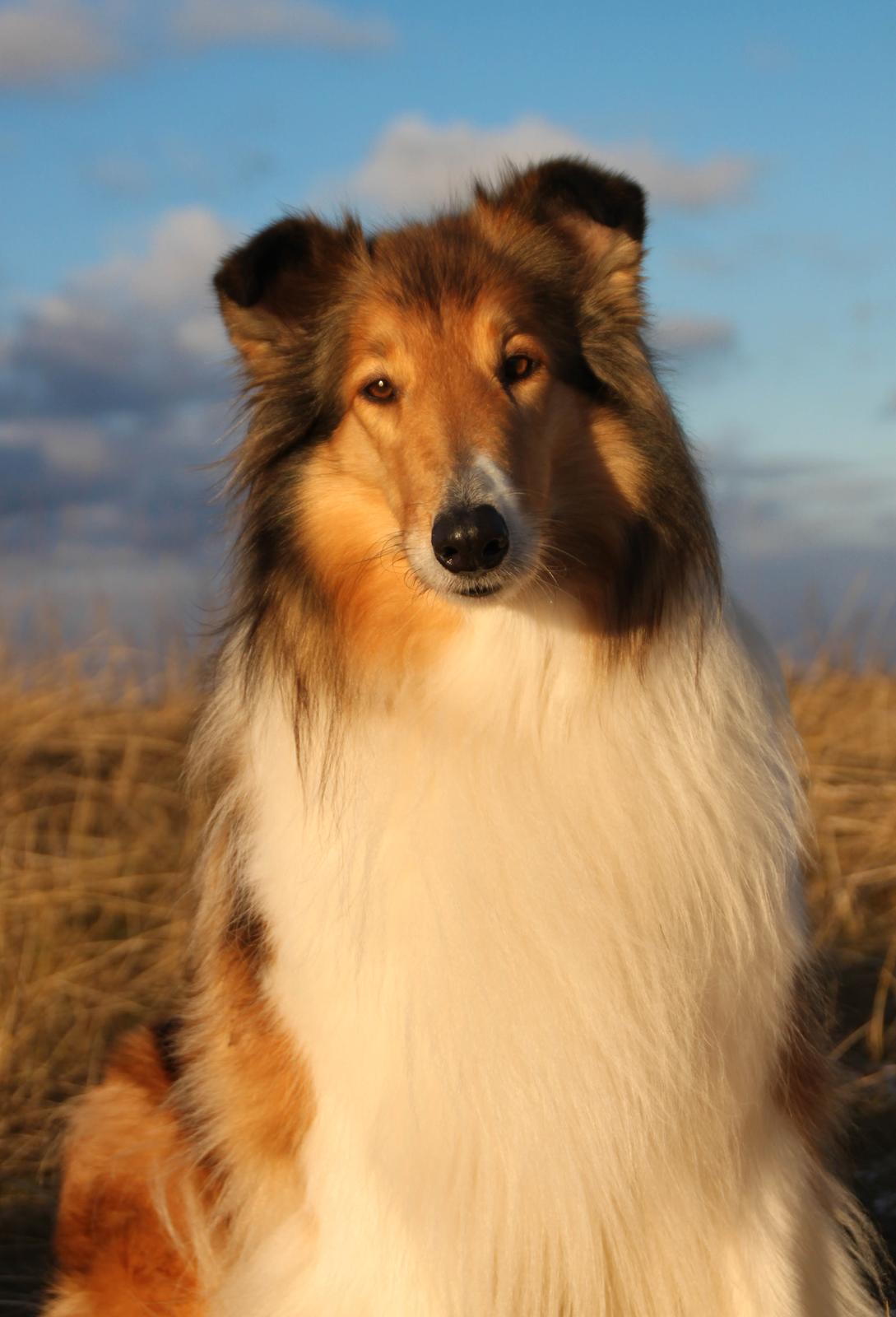 Collie langhåret Ebony Moor´s Adorable Alba billede 43