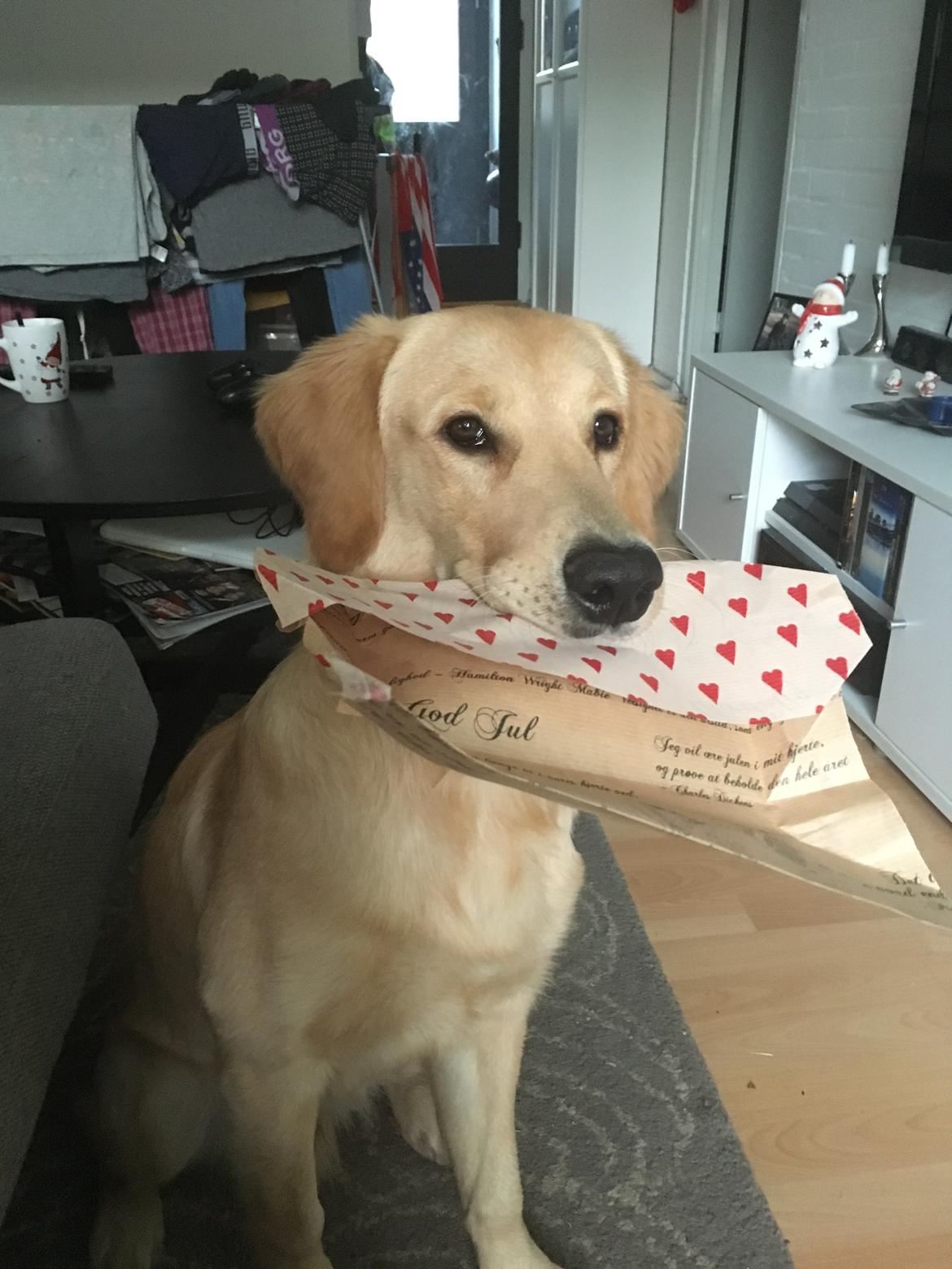 Golden retriever Atlas (Gia's Golden Atlas) billede 34