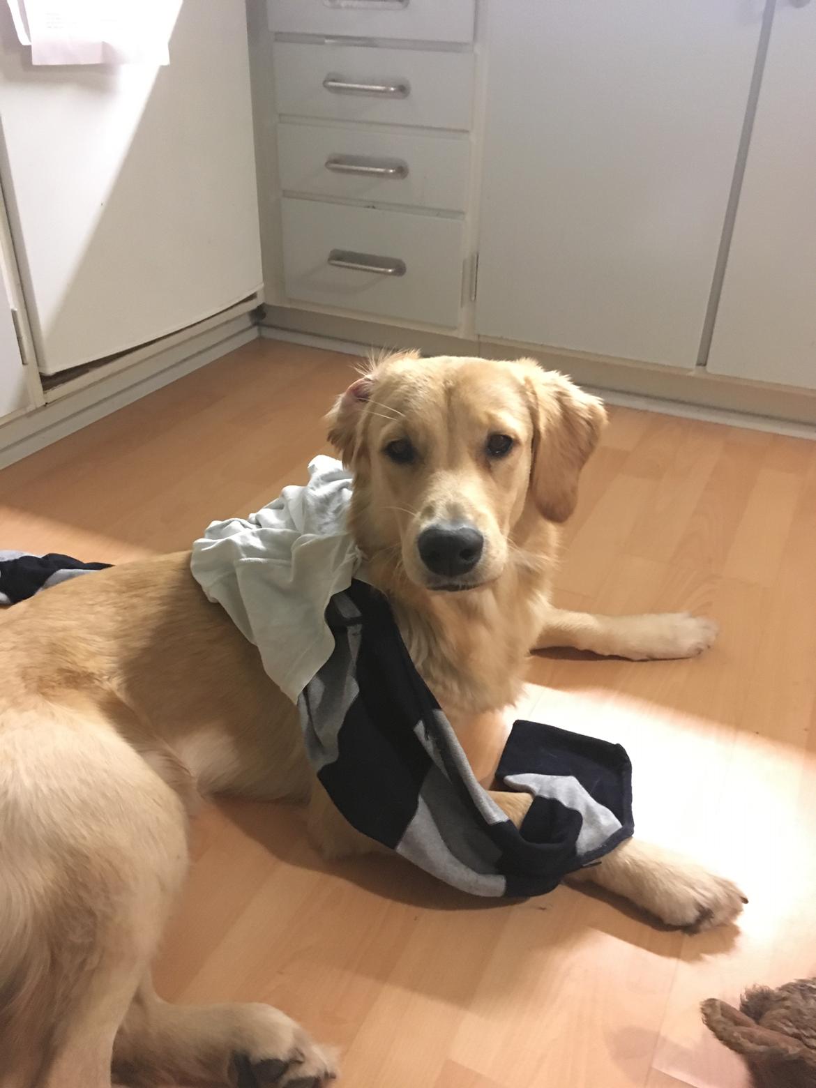 Golden retriever Atlas (Gia's Golden Atlas) billede 36