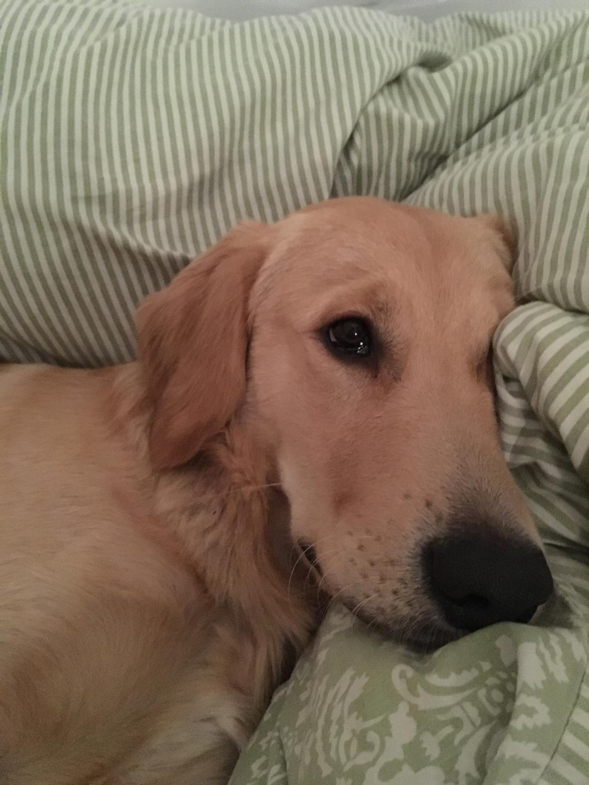 Golden retriever Atlas (Gia's Golden Atlas) billede 38