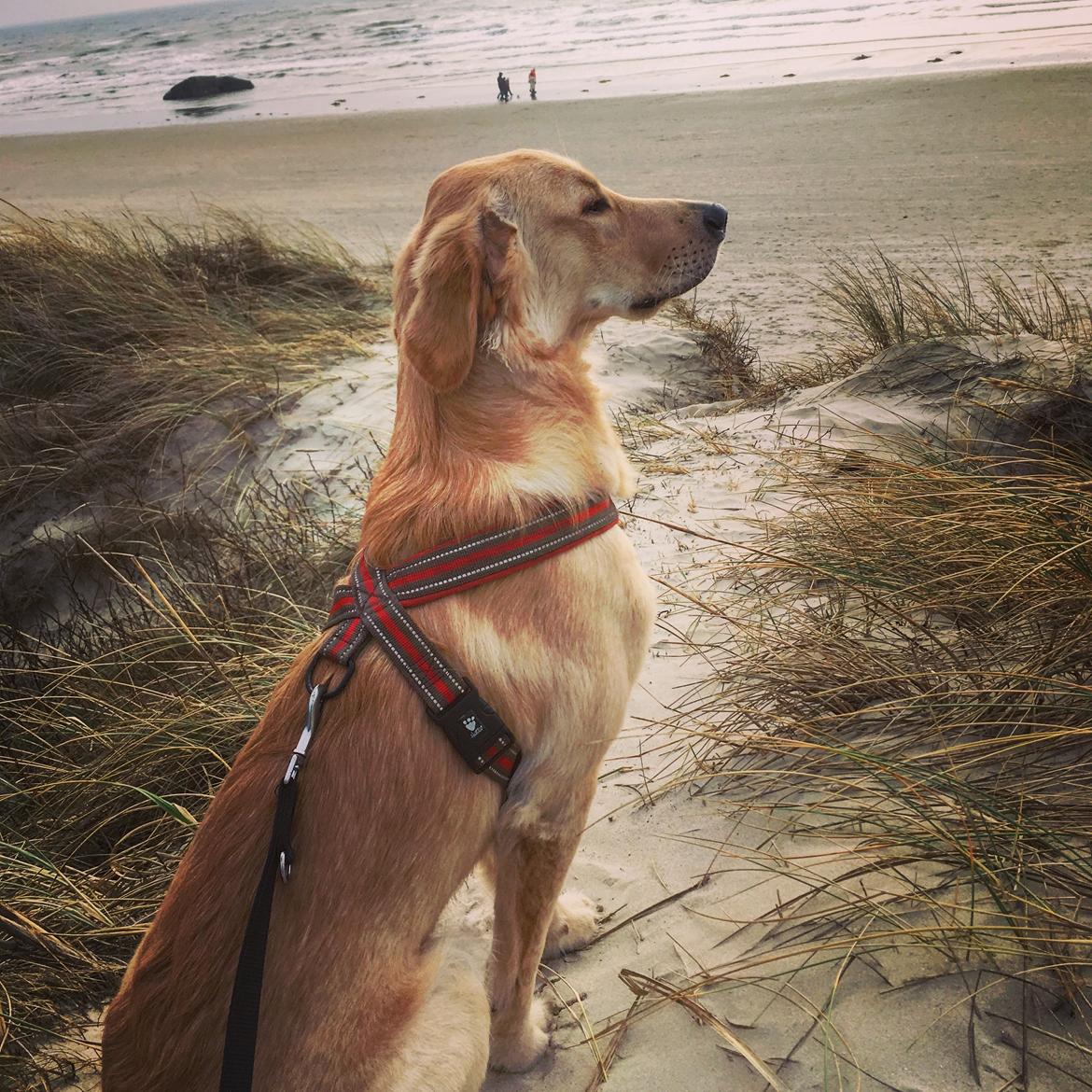 Golden retriever Atlas (Gia's Golden Atlas) - Ved Vesterhavet, 8 måneder. billede 39