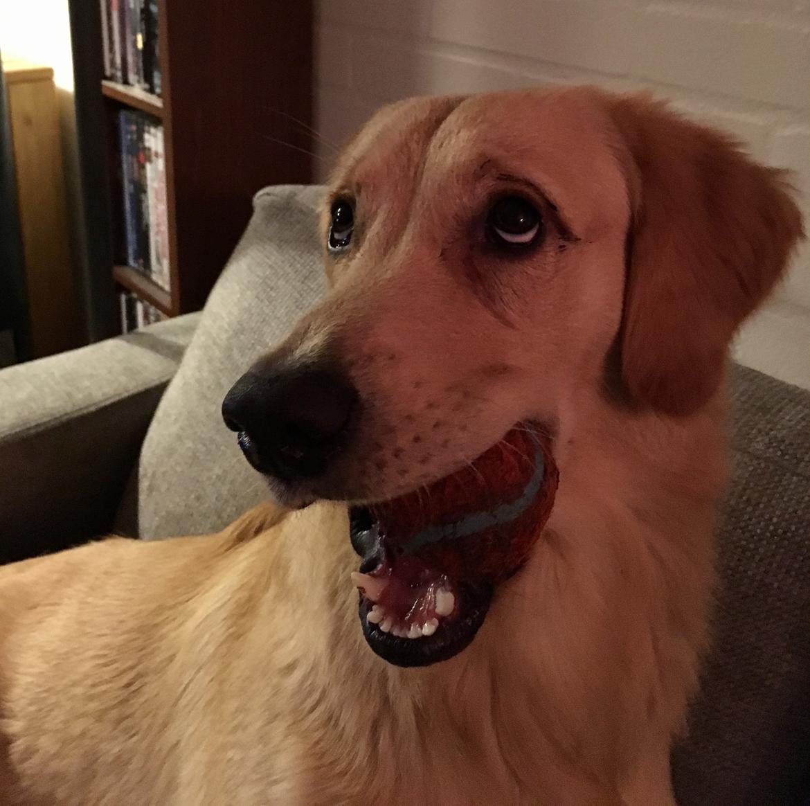 Golden retriever Atlas (Gia's Golden Atlas) - Mudder-øjenbryn, 7 måneder. billede 35