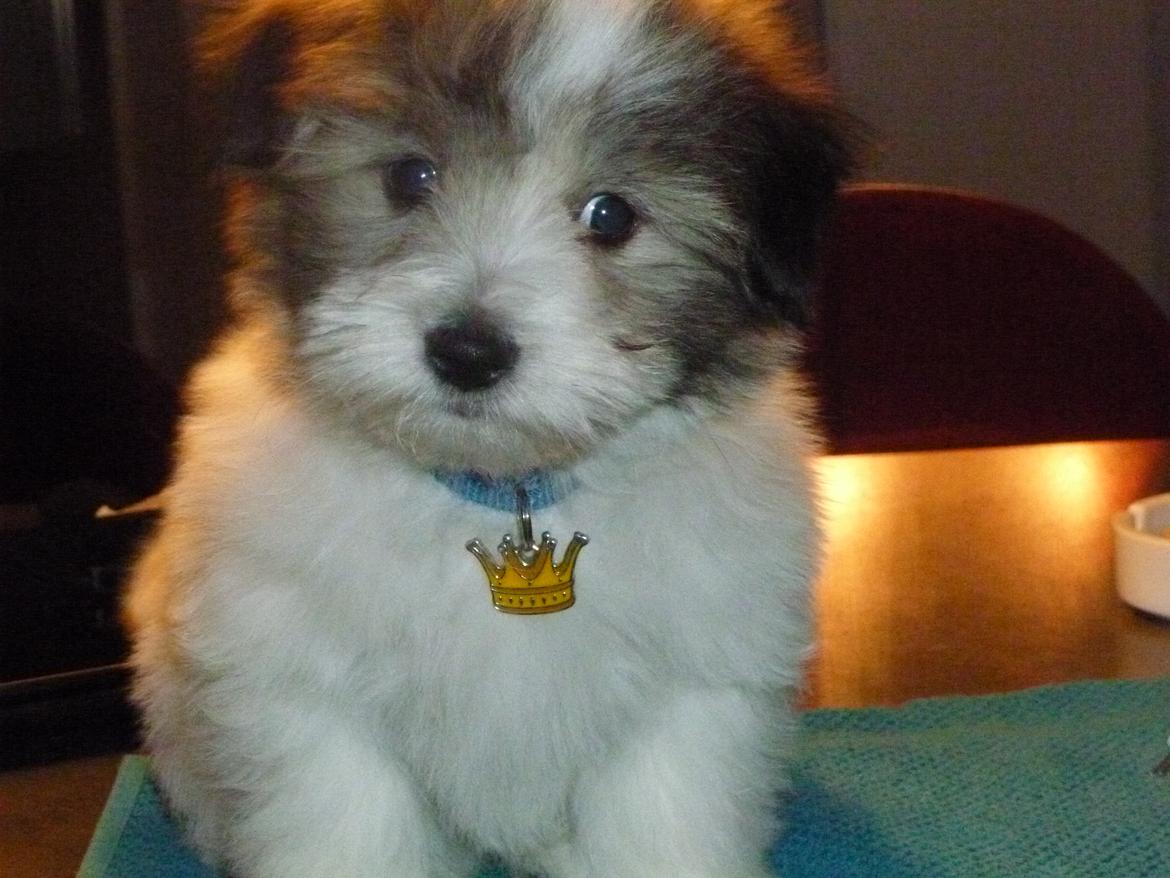 Coton de tulear King - Lidt kongelig har man vel lov at være billede 37