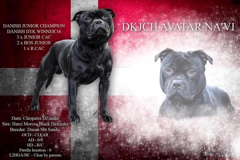 Staffordshire bull terrier Pablo  billede 1