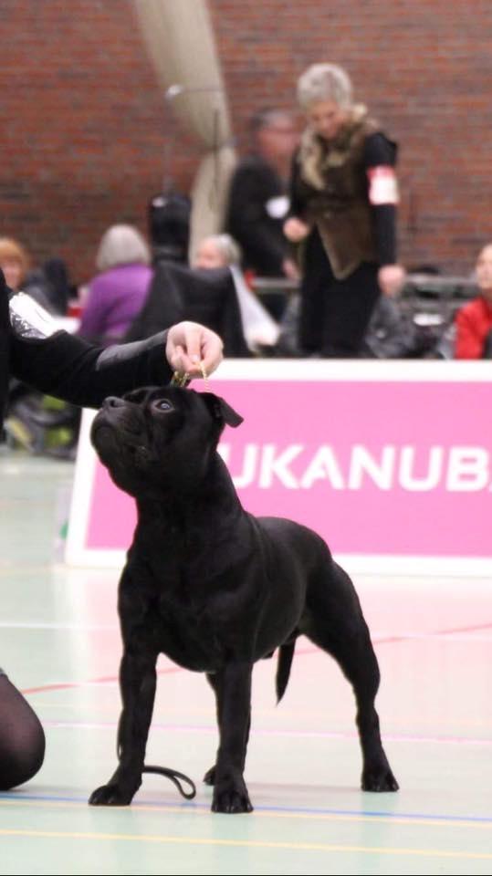 Staffordshire bull terrier Pablo  billede 2