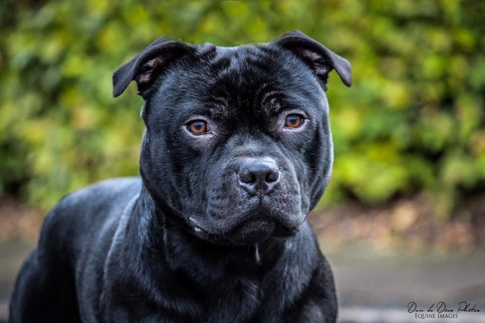 Staffordshire bull terrier Pablo  billede 3