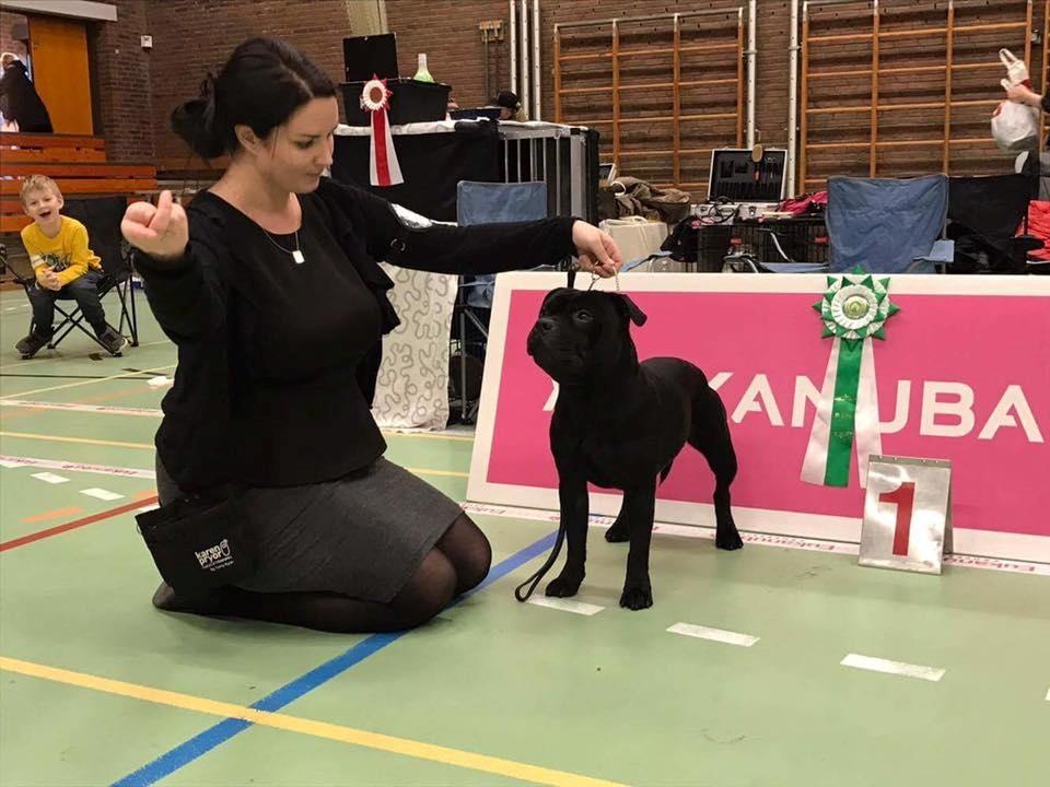 Staffordshire bull terrier Pablo  billede 4