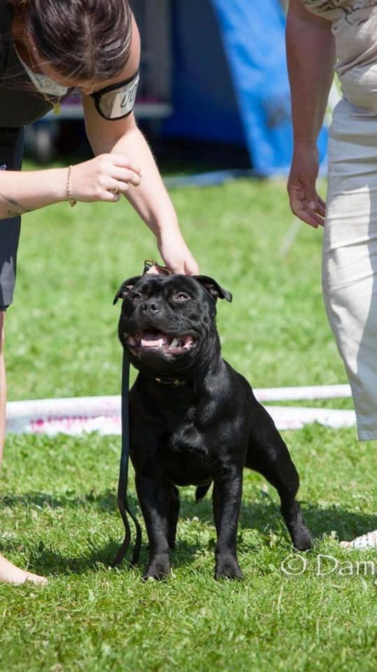Staffordshire bull terrier Pablo  billede 5