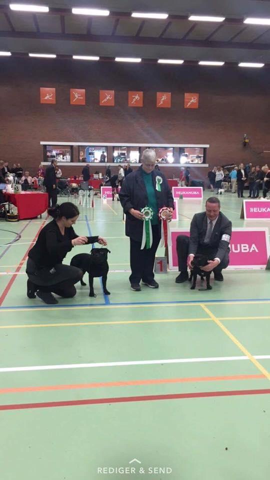 Staffordshire bull terrier Pablo  billede 7