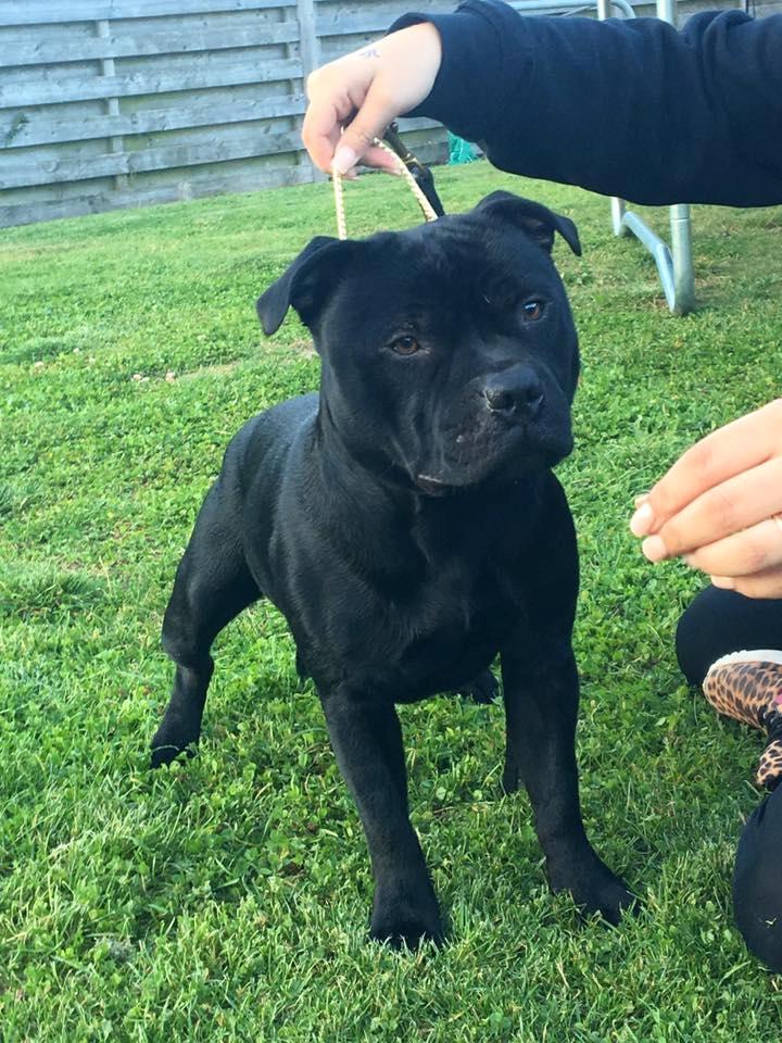 Staffordshire bull terrier Pablo  billede 8