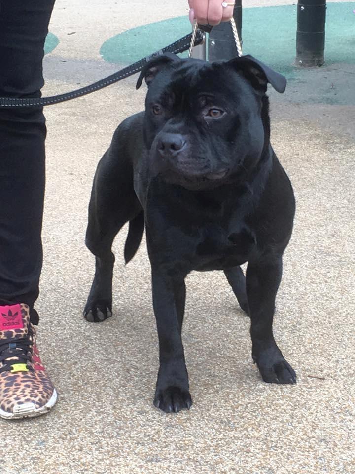 Staffordshire bull terrier Pablo  billede 9