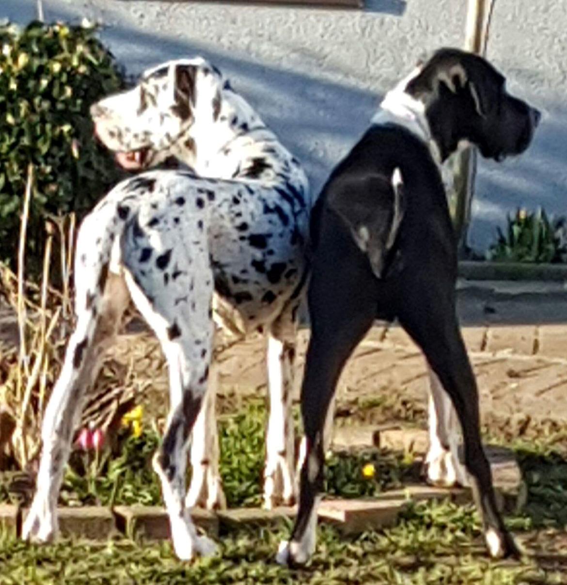 Grand danois Aura billede 1