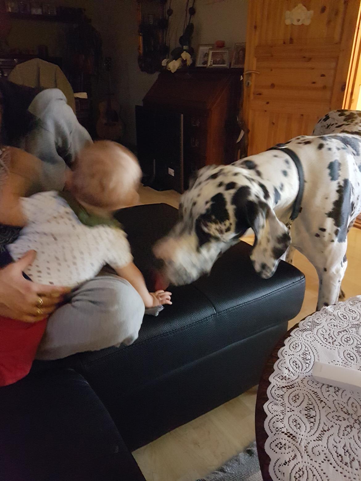 Grand danois Aura billede 2