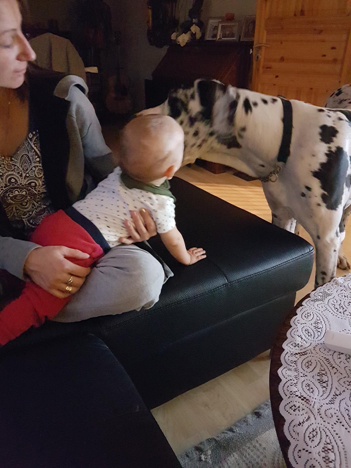 Grand danois Aura billede 3