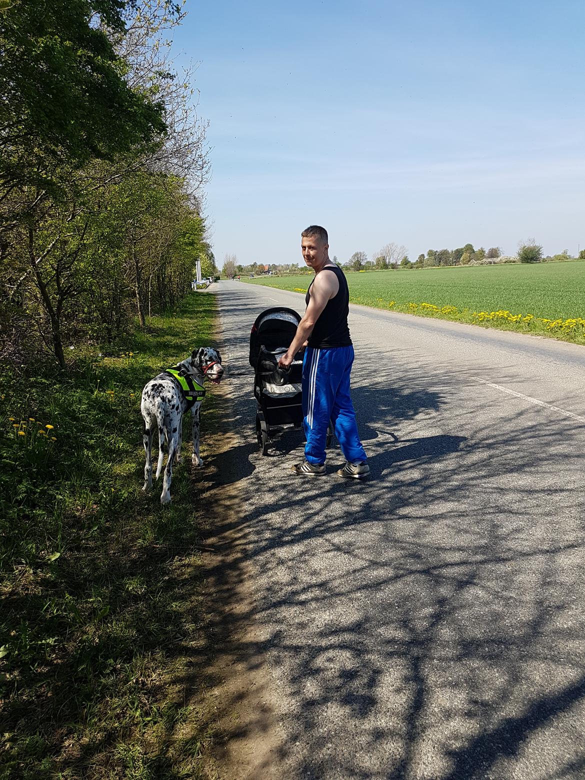 Grand danois Aura billede 4