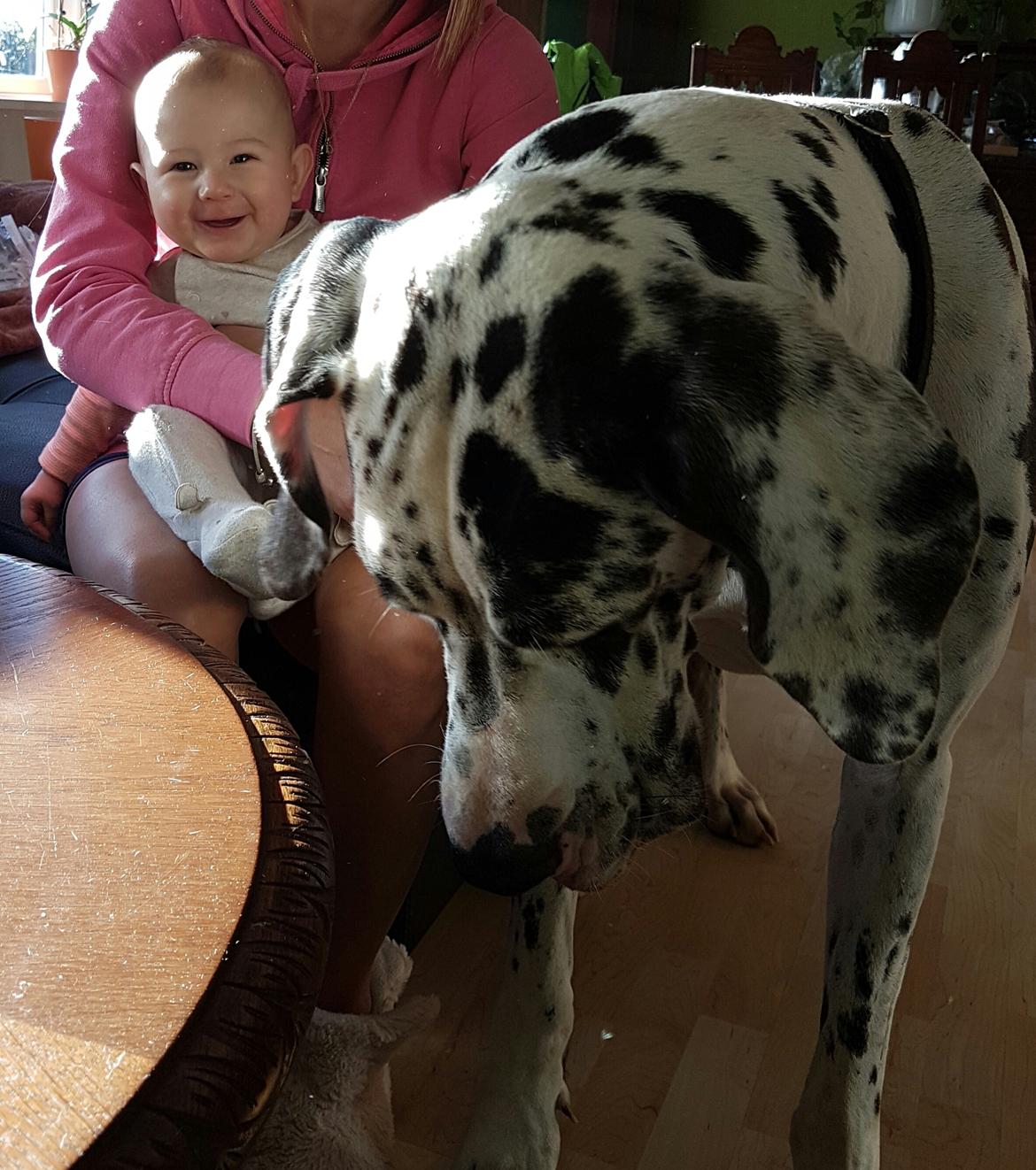 Grand danois Aura billede 5