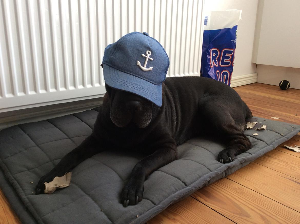 Shar pei Chili - 27. august 2016 - Børnene synes Chili skulle have kasket på! billede 10