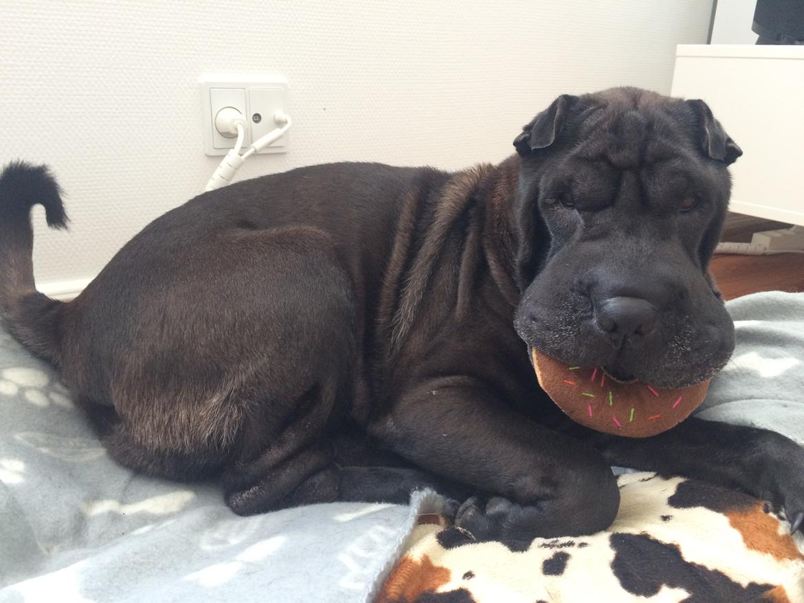 Shar pei Chili - 6. juli 2016 billede 12