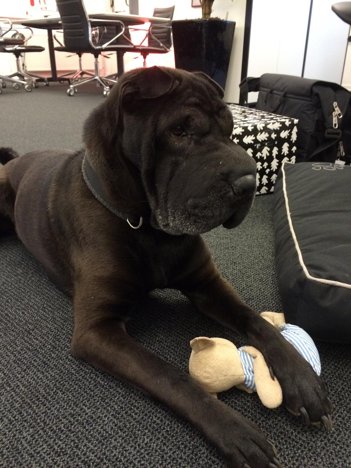 Shar pei Chili - 20. december 2016 - Med på Job! billede 8