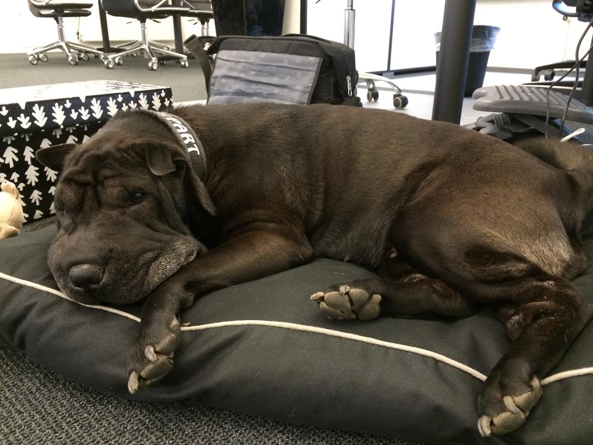 Shar pei Chili - 20. december 2016. Med på job :) billede 9