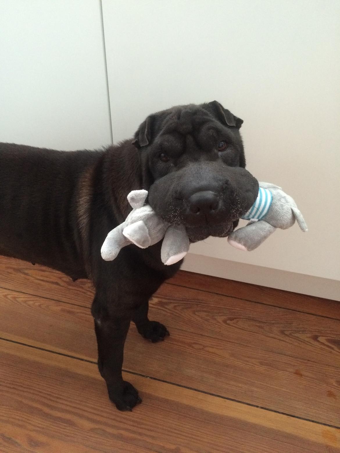 Shar pei Chili - 28. juli 2016 billede 4