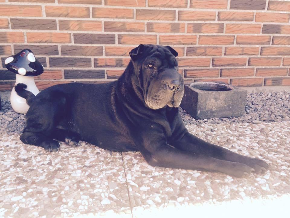 Shar pei Chili - 16. oktober 2016 billede 11