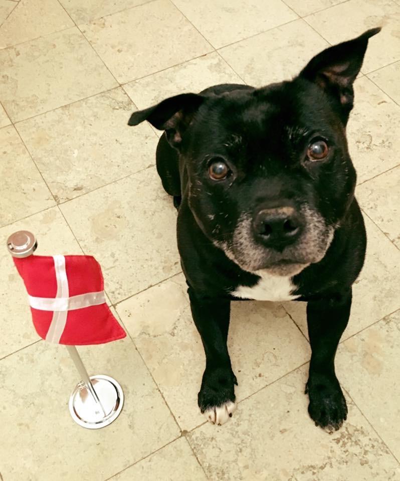 Staffordshire bull terrier Zicki - 10 års fødselsdag 26/10-16 billede 1