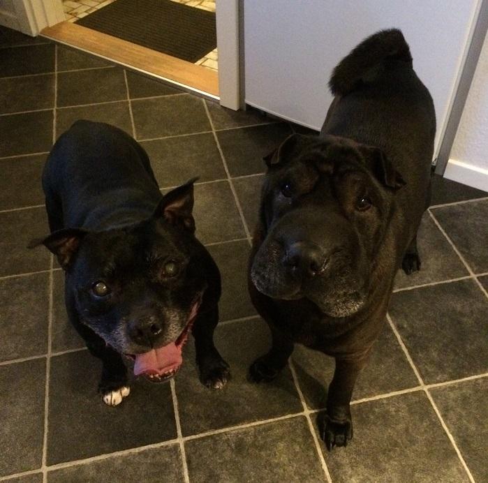 Shar pei Chili - Chili og Zicki Juleaften 2016 billede 5