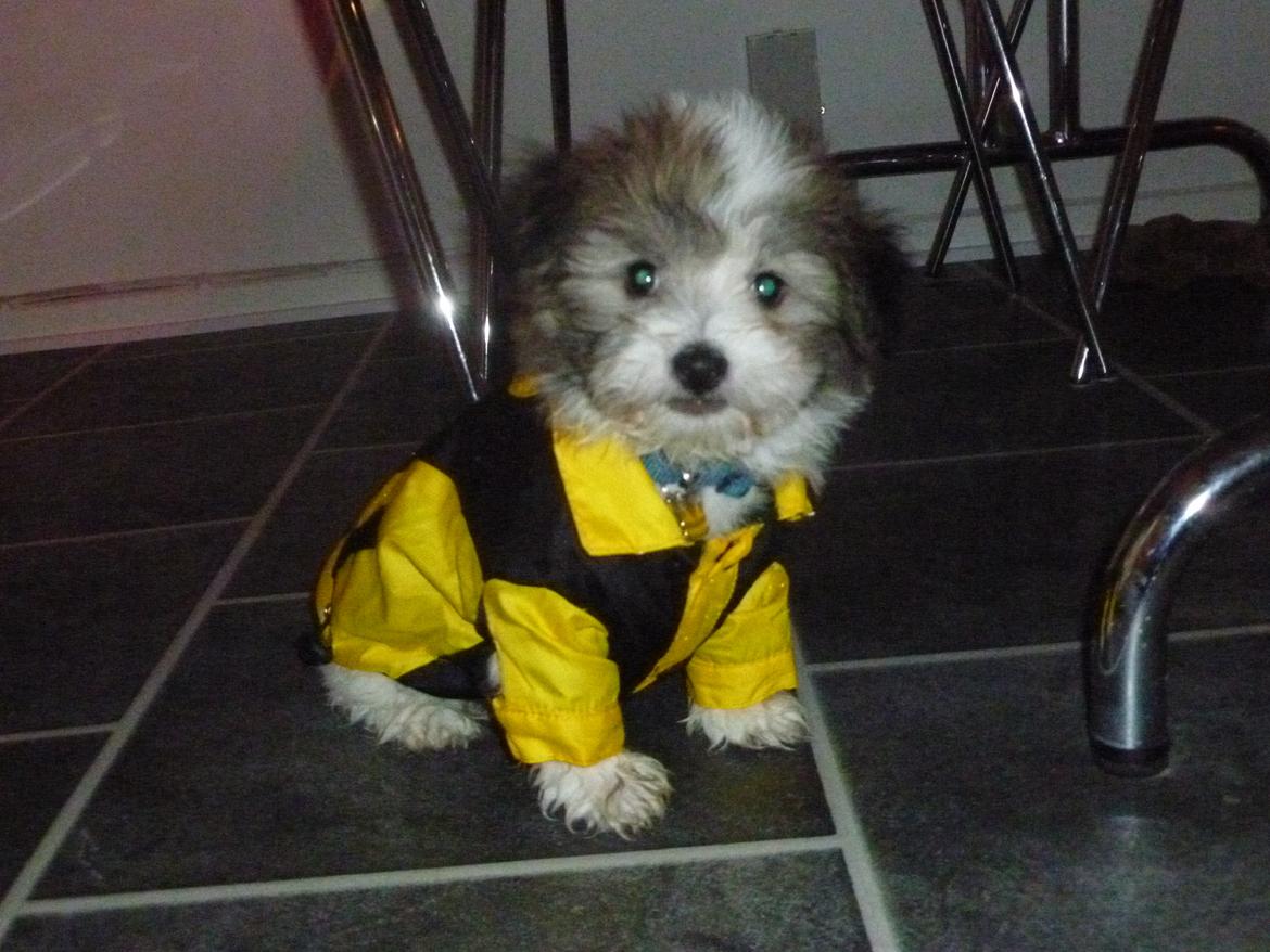 Coton de tulear King - Mit første regntøj billede 36