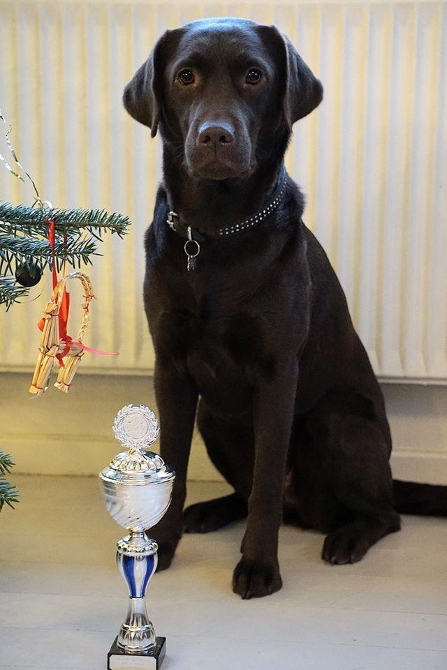 Labrador retriever Dumle - Vandrepokalen 2016 for årets bedste officielle rally resultat i klubben :-D billede 18