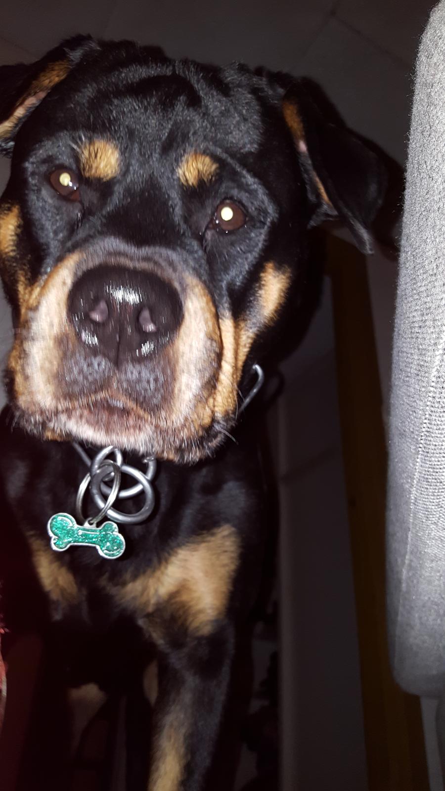 Rottweiler Von Hause Nomis Irina (Kikki) billede 25