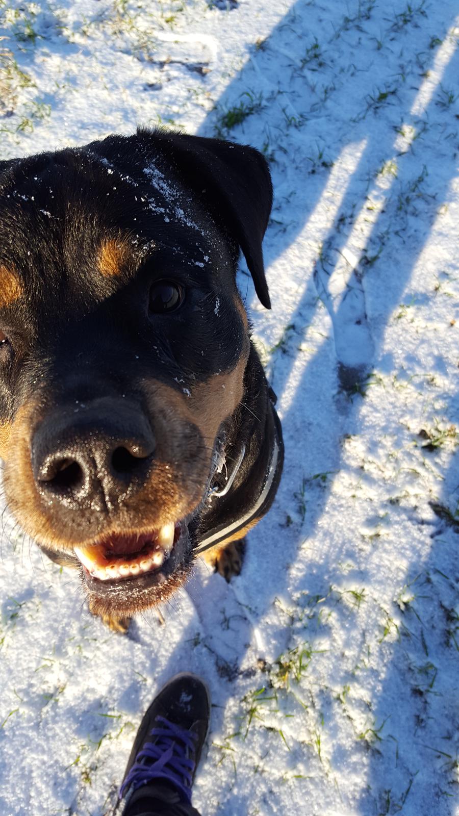 Rottweiler Von Hause Nomis Irina (Kikki) billede 28