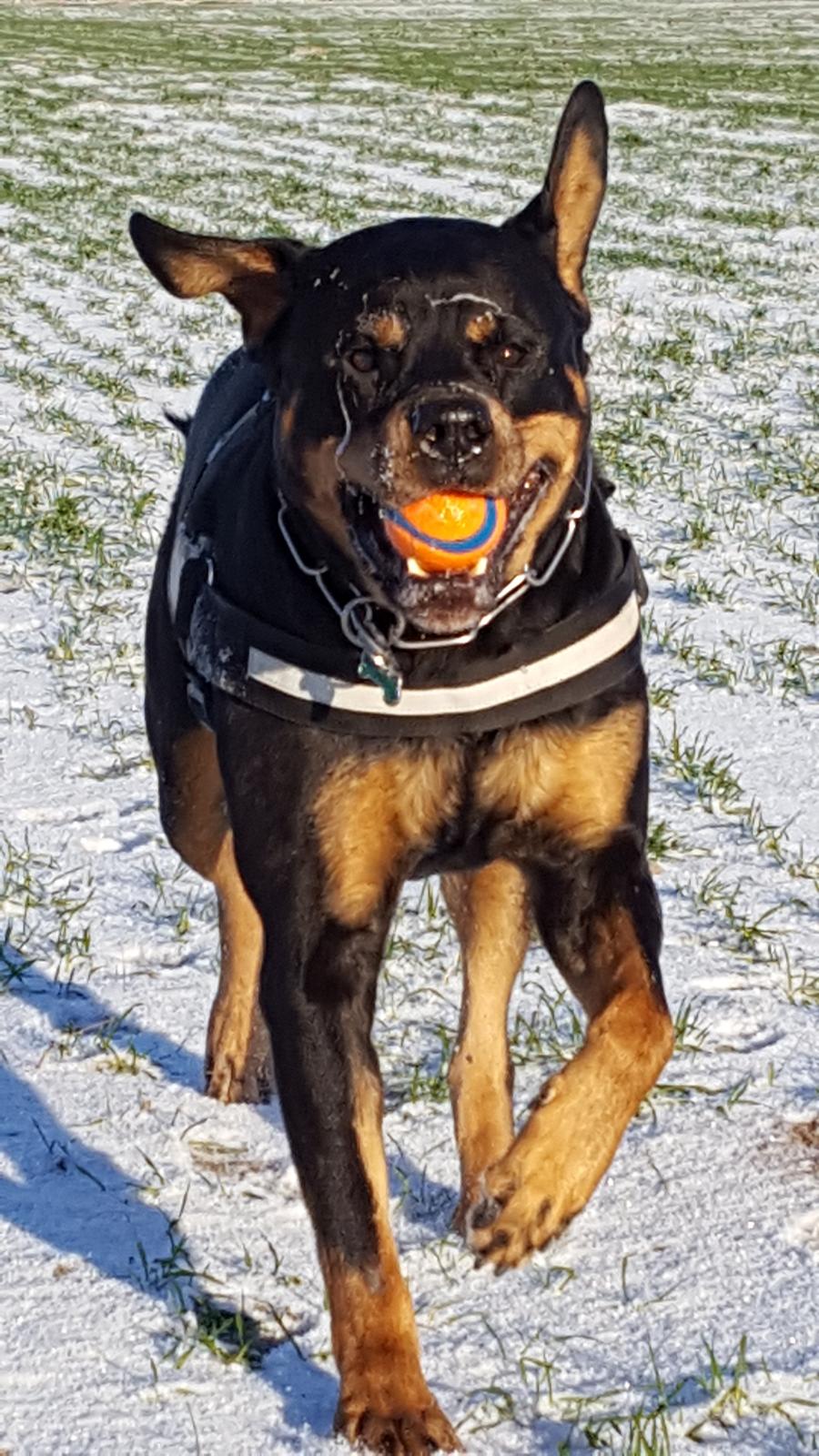 Rottweiler Von Hause Nomis Irina (Kikki) billede 29