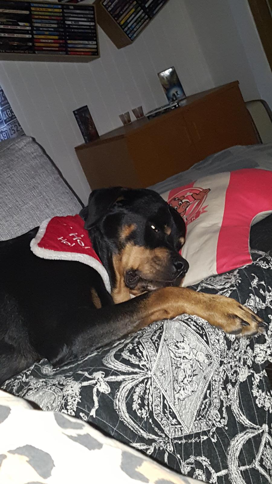 Rottweiler Von Hause Nomis Irina (Kikki) billede 26