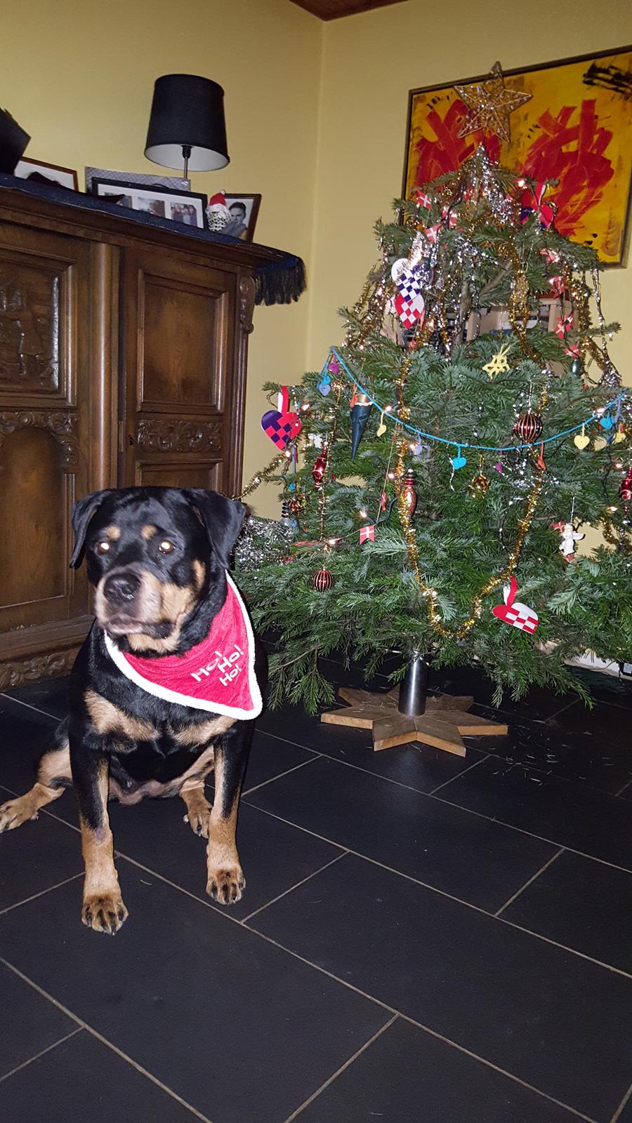 Rottweiler Von Hause Nomis Irina (Kikki) billede 27