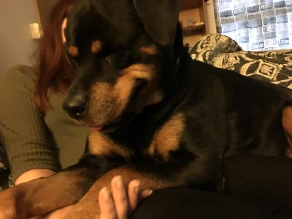 Rottweiler Von Hause Nomis Irina (Kikki) billede 30