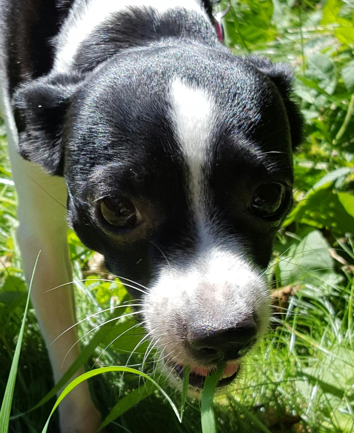 Blanding af racer Cille billede 27