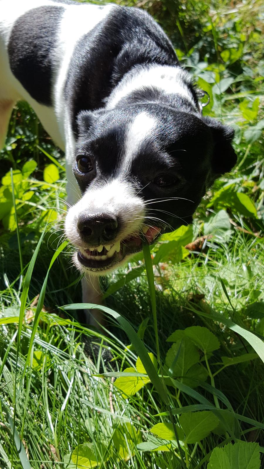 Blanding af racer Cille billede 28